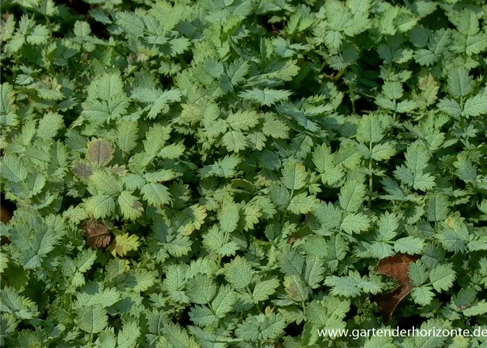 Blaugrünes Stachelnüsschen Blaugrünes Stachelnüsschen