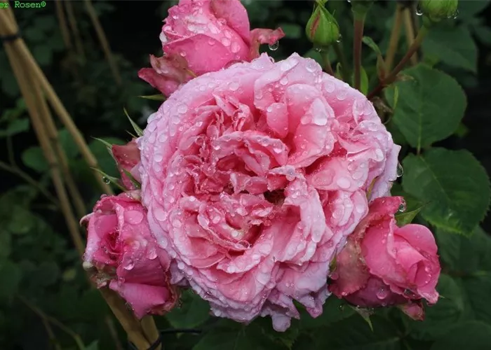 Kletterrose 'Bienvenue'® Kletterrose 'Bienvenue'®