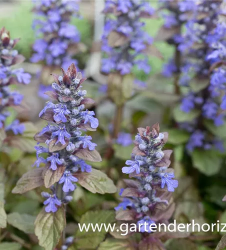 Rotblättriger Garten-Günsel 'Braunherz' Rotblättriger Garten-Günsel 'Braunherz'