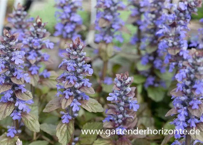 Rotblättriger Garten-Günsel 'Braunherz' Rotblättriger Garten-Günsel 'Braunherz'