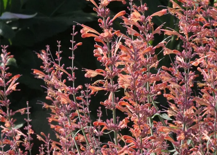 Garten-Duftnessel 'Firebird' Garten-Duftnessel 'Firebird'