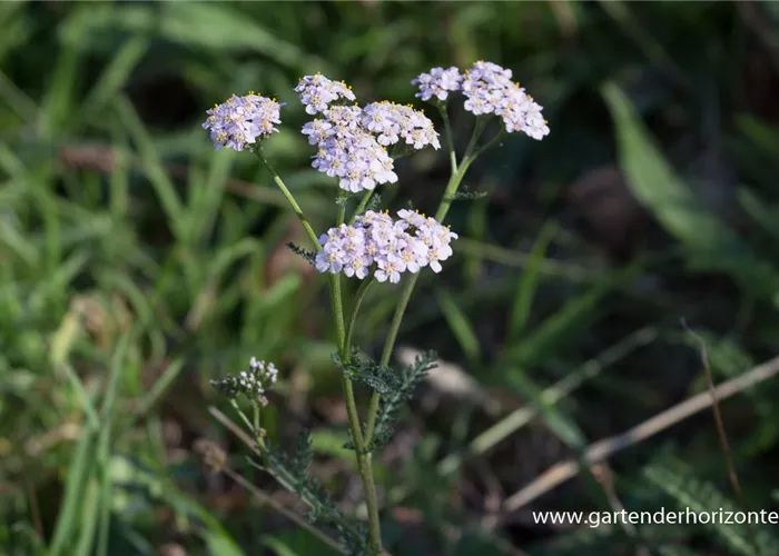 Schafgarbe Schafgarbe