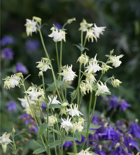 Kurzspornige Akelei 'Alba' Kurzspornige Akelei 'Alba'