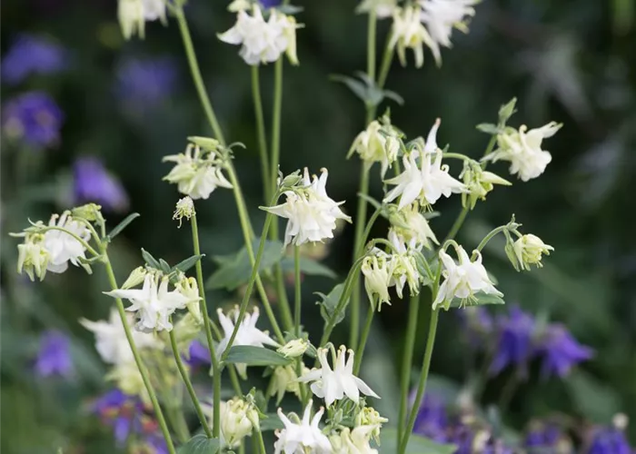 Kurzspornige Akelei 'Alba' Kurzspornige Akelei 'Alba'