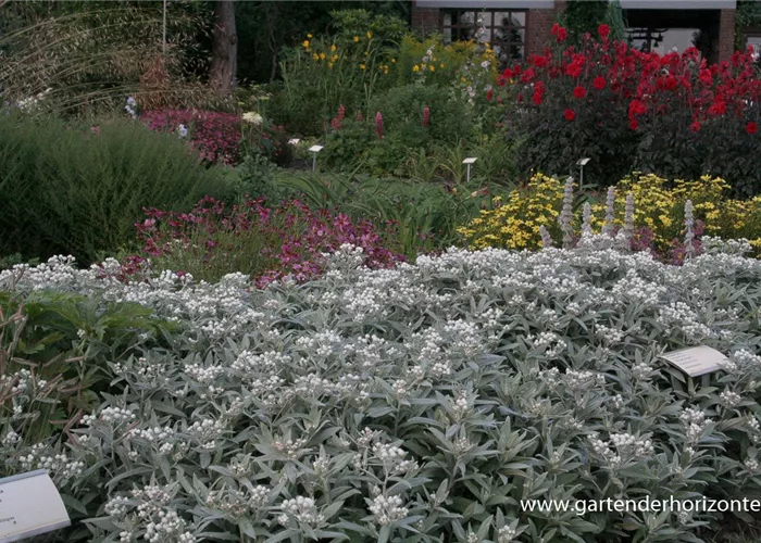 Garten-Perlkörbchen 'Silberregen'