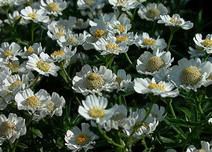 Zwergige Bertrams-Garbe 'Nana Compacta'