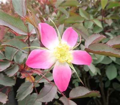 Bereifte Rose Bereifte Rose