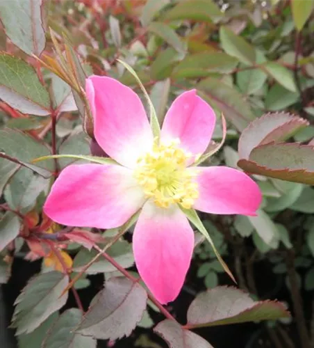 Bereifte Rose Bereifte Rose