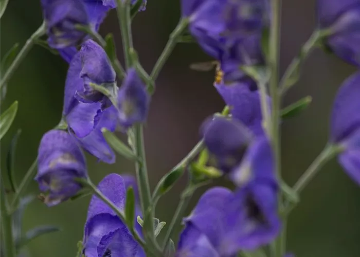 Gewöhnlicher Eisenhut Gewöhnlicher Eisenhut