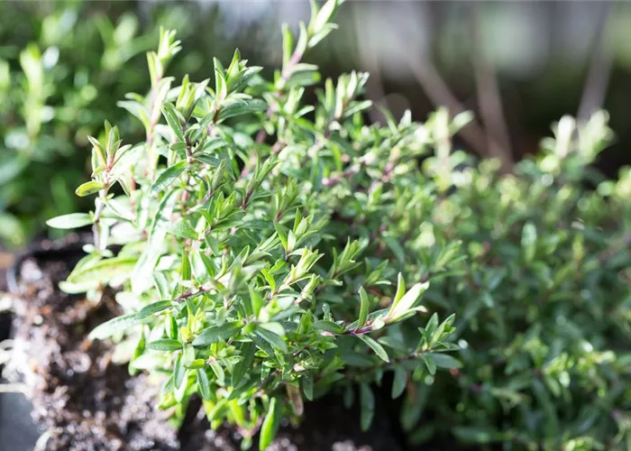 Berg-Sandkraut 'Blizzard Compact'