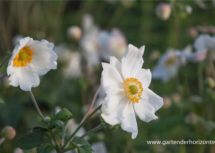 Garten-Herbst-Anemone 'Honorine Jobert' Garten-Herbst-Anemone 'Honorine Jobert'