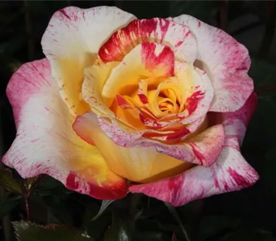 Edelrose 'Camille Pissaro' Edelrose 'Camille Pissaro'