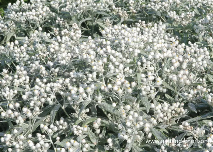 Garten-Perlkörbchen 'Sommerschnee'