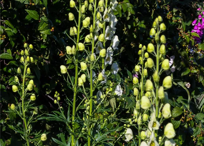 Garten-Eisenhut 'Album' Garten-Eisenhut 'Album'