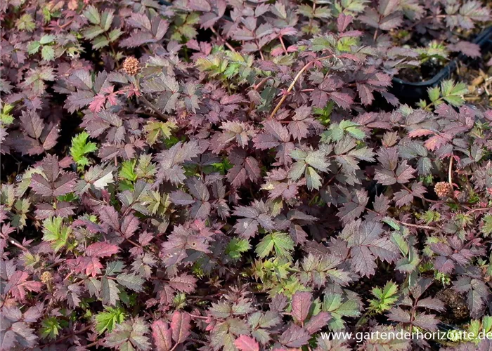 Stachelnüsschen Stachelnüsschen