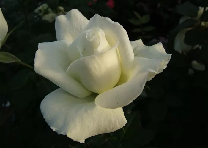 Edelrose 'Roy Black'® Edelrose 'Roy Black'®