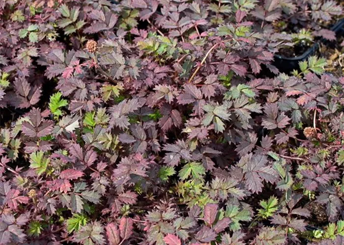 Garten-Stachelnüsschen 'Kupferteppich' Garten-Stachelnüsschen 'Kupferteppich'