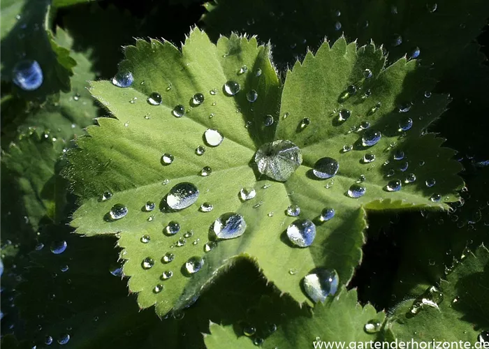 Großblättriger Frauenmantel Großblättriger Frauenmantel