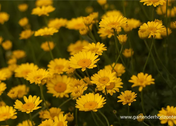 Garten-Färber-Hundskamille 'Dwarf Form'
