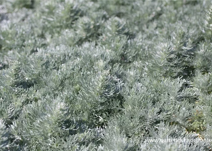 Zwergiger Garten-Beifuß 'Nana' Zwergiger Garten-Beifuß 'Nana'