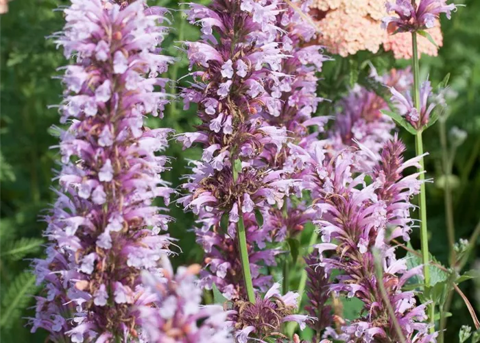 Garten-Duftnessel 'Cotton Candy'