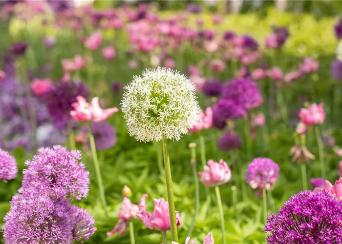 Garten-Zier-Lauch 'Mount Everest' Garten-Zier-Lauch 'Mount Everest'