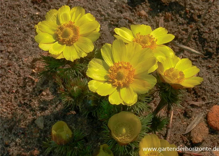 Frühlings-Adonisröschen Frühlings-Adonisröschen