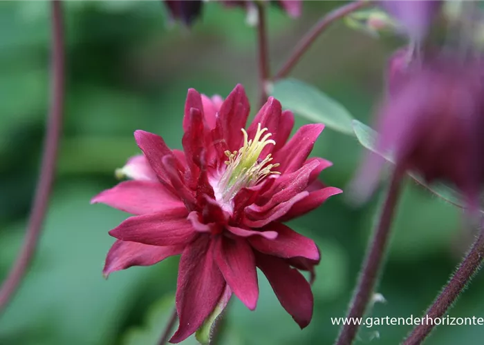 Aquilegia vulgaris 'Ruby Port' Aquilegia vulgaris 'Ruby Port'