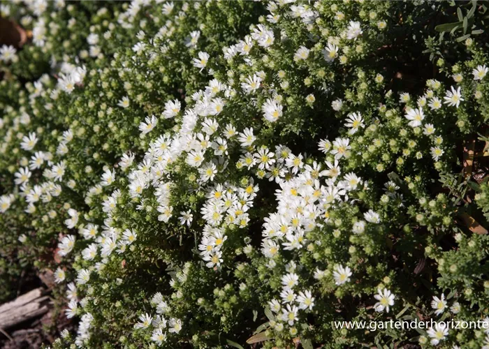 Garten-Teppich-Aster 'Snow Flurry' Garten-Teppich-Aster 'Snow Flurry'