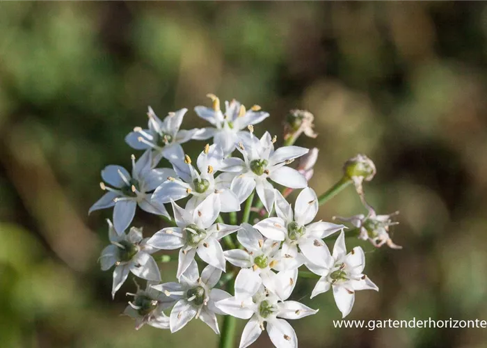 Schnittknoblauch Schnittknoblauch
