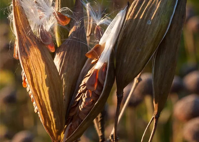Rosablühende Seidenpflanze Rosablühende Seidenpflanze