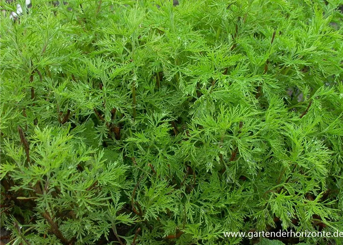 Coca-Cola-Strauch Coca-Cola-Strauch