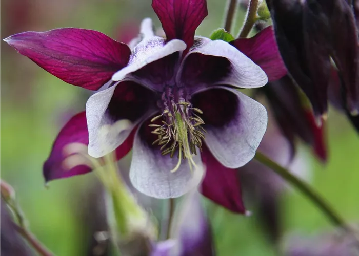 Kurzspornige Garten-Akelei 'William Guiness' Kurzspornige Garten-Akelei 'William Guiness'