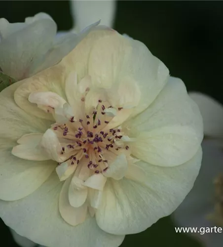 Bastardmalve 'Parkallee' Bastardmalve 'Parkallee'