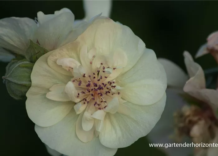 Bastardmalve 'Parkallee' Bastardmalve 'Parkallee'