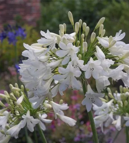 Afrika-Schmucklilie Afrika-Schmucklilie