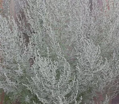 Echter Wermut Echter Wermut