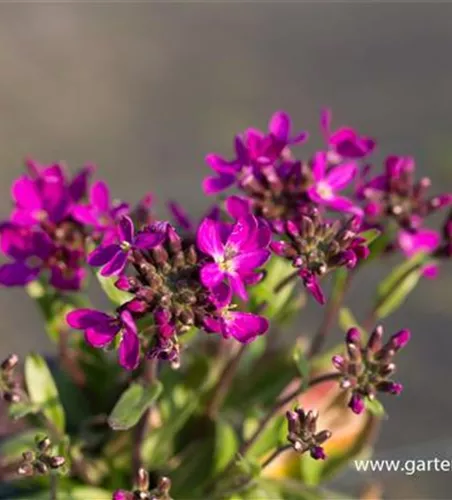 Garten-Gänsekresse 'Rose Delight'® Garten-Gänsekresse 'Rose Delight'®