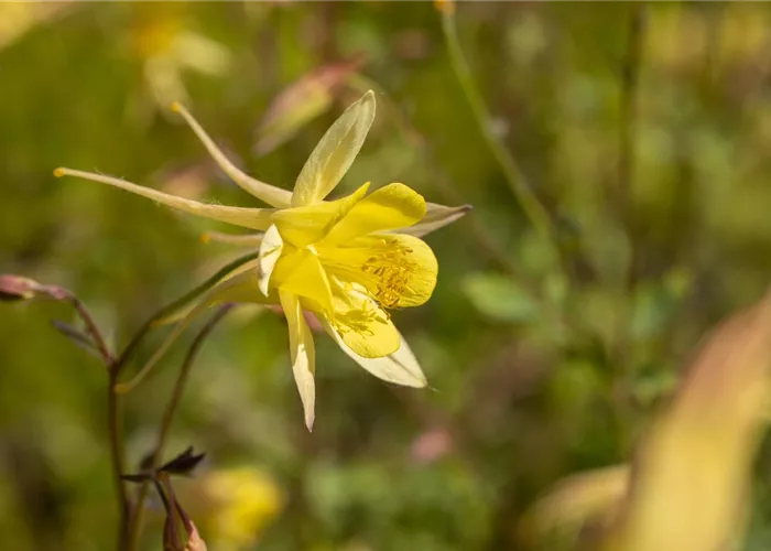 Langspornige Garten-Akelei 'Maxistar'