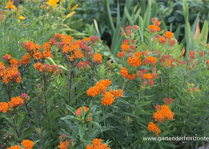 Knollige Seidenpflanze Knollige Seidenpflanze