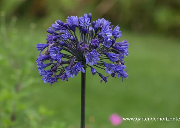 Garten-Schmucklilie 'Back in Black' Garten-Schmucklilie 'Back in Black'