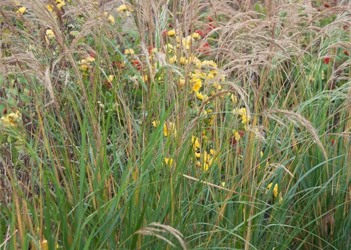 Silberährengras 'Algäu' Silberährengras 'Algäu'