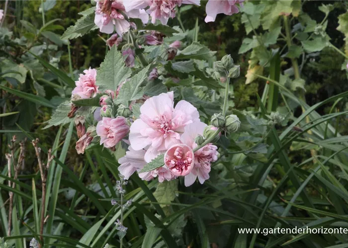 Bastardmalve 'Parkrondell' Bastardmalve 'Parkrondell'