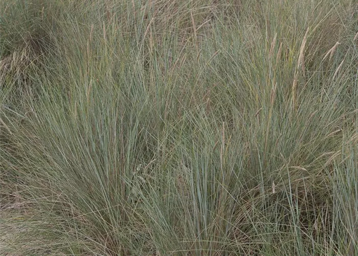 Gewöhnlicher Strandhafer Gewöhnlicher Strandhafer