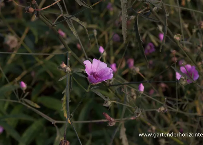 Hanfblättriger Eibisch Hanfblättriger Eibisch