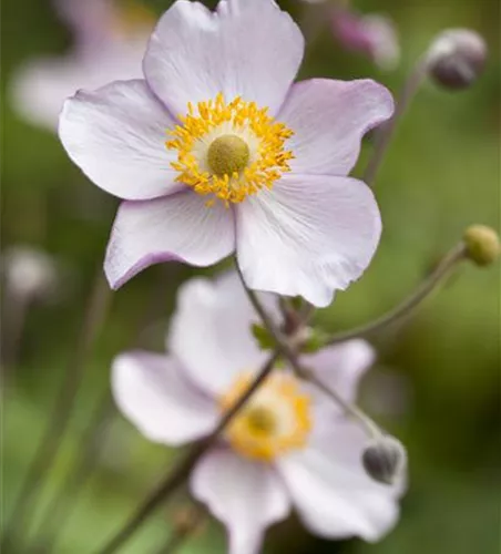 Garten-Herbst-Anemone 'Prinz Heinrich' Garten-Herbst-Anemone 'Prinz Heinrich'