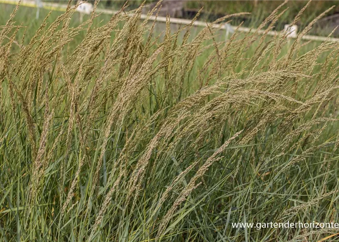 Amerikanischer Strandhafer Amerikanischer Strandhafer