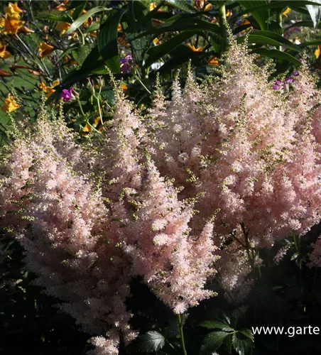 Garten-Prachtspiere 'Europa' Garten-Prachtspiere 'Europa'