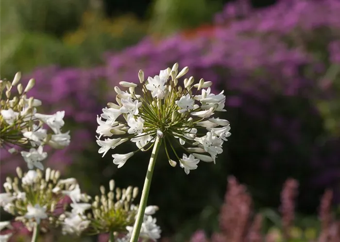 Afrika-Schmucklilie Afrika-Schmucklilie