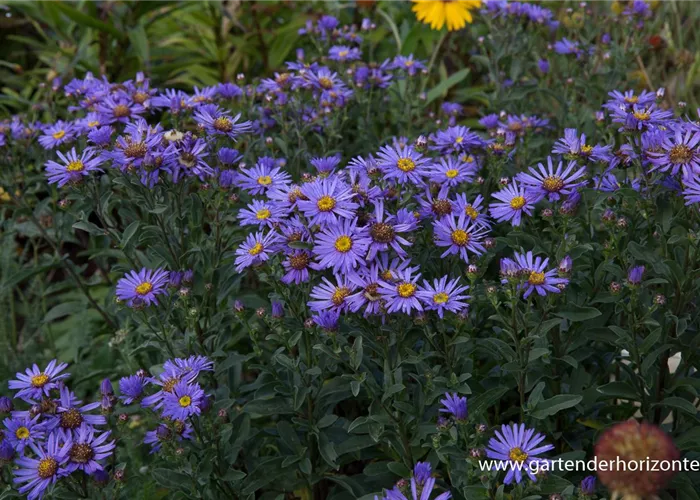 Sommer-Aster Sommer-Aster